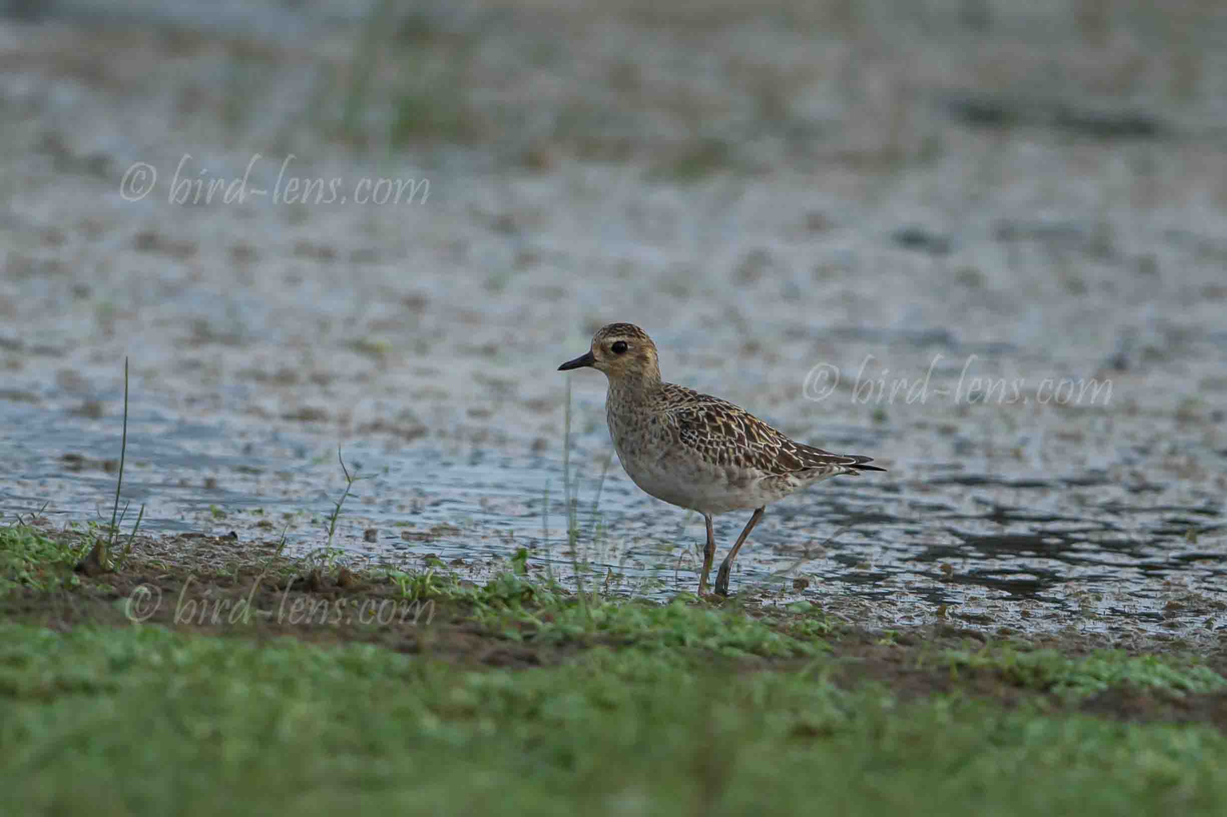 Pazifischer Goldregenpfeifer Pazifischer Goldregenpfeifer